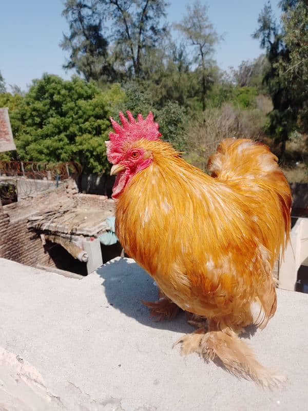 golden bantam Fancy quality bird 0