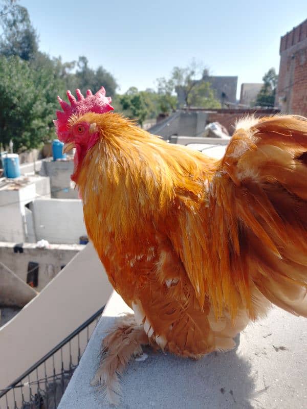 golden bantam Fancy quality bird 1