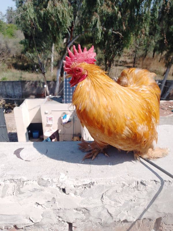 golden bantam Fancy quality bird 2