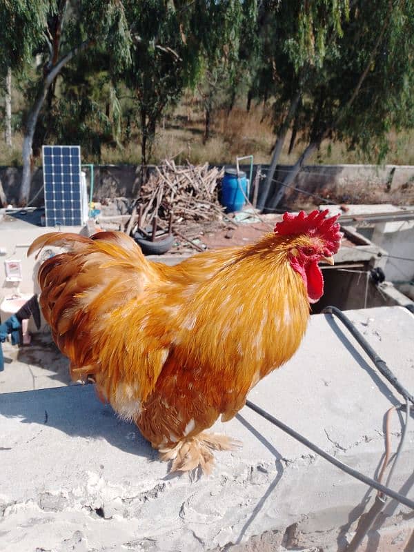 golden bantam Fancy quality bird 3