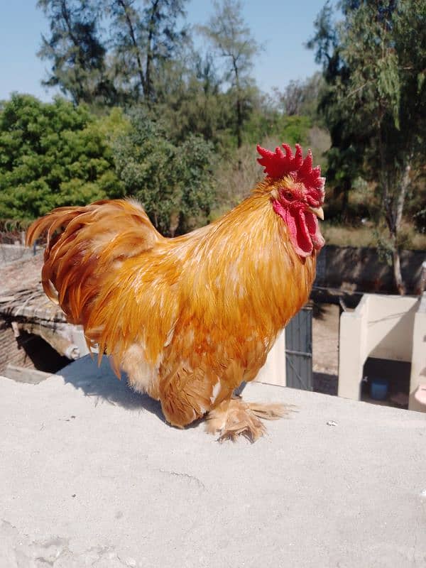 golden bantam Fancy quality bird 4