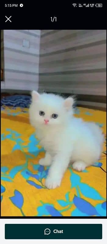 Persian kittens for sale My WhatsApp number. 0346=7451635 0