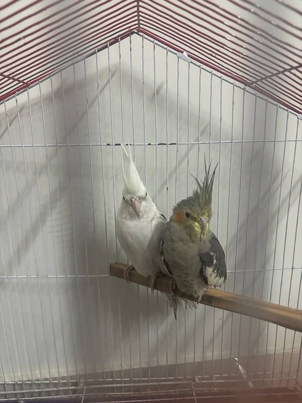 2 cockatiels male female cage included 1