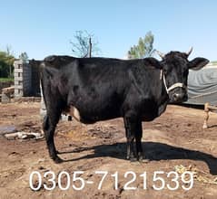 jersey Friesian cow