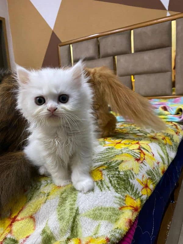 Persian Kittens Triple Coated 4