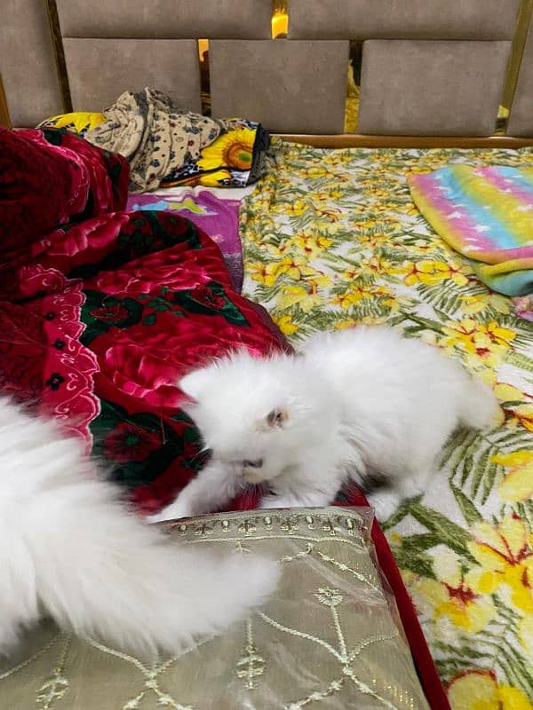 Persian Kittens Triple Coated 6