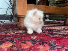 Persian kittens tripple coated age 1 month