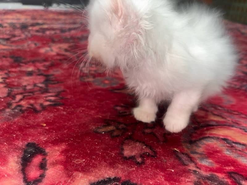 Persian kittens tripple coated age 1 month 1