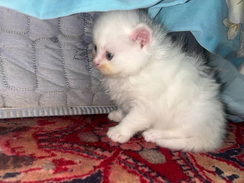 Persian kittens tripple coated age 1 month 2