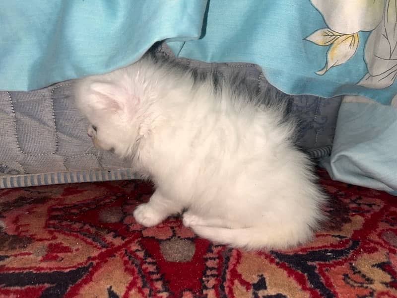 Persian kittens tripple coated age 1 month 3