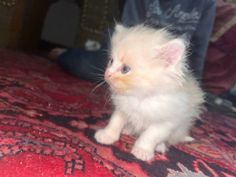 Persian kittens tripple coated age 1 month 4