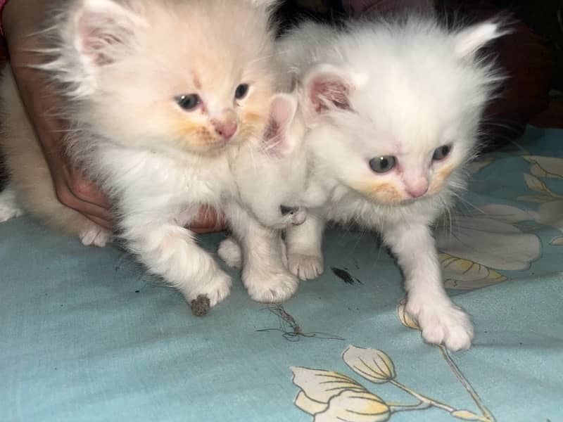 Persian kittens tripple coated age 1 month 5