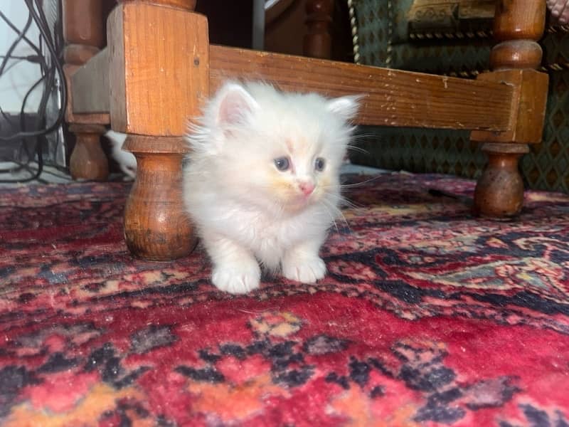 Persian kittens tripple coated age 1 month 6