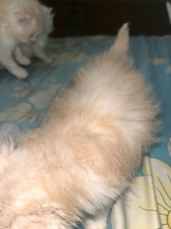 Persian kittens tripple coated age 1 month 7