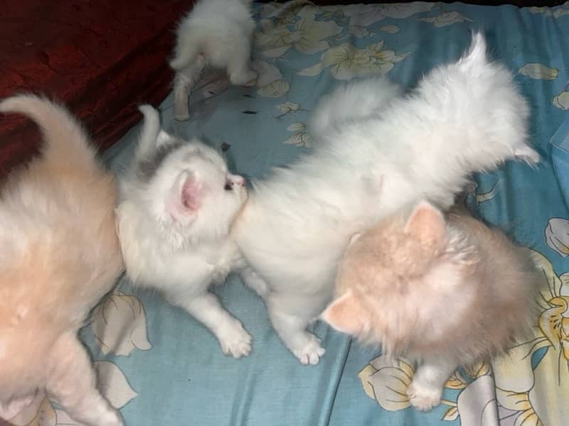 Persian kittens tripple coated age 1 month 8