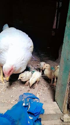 Heera Aseel chicks for sale