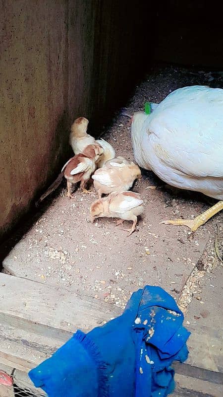 Heera Aseel chicks for sale 2