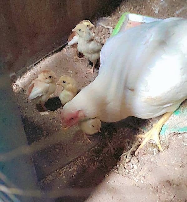 Heera Aseel chicks for sale 5