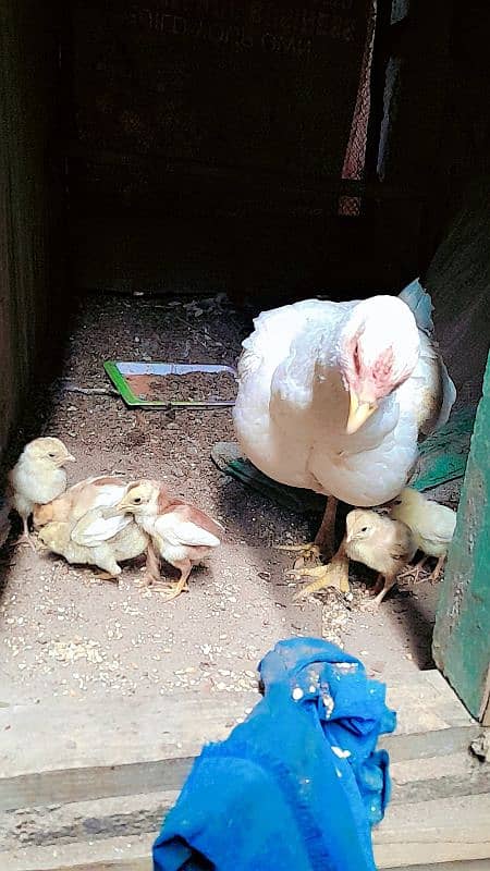 Heera Aseel chicks for sale 6