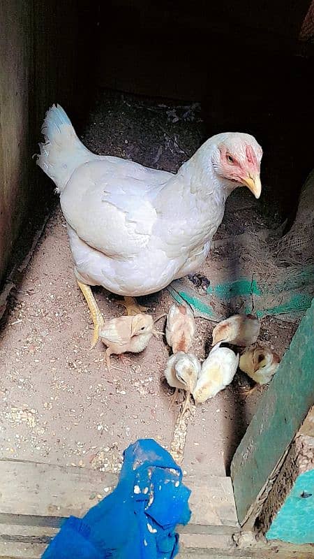 Heera Aseel chicks for sale 7