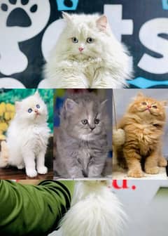 Persian Punch face triple coat cat Kitten