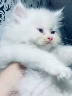 Persian kittens for sale 03126188317call wahtasp