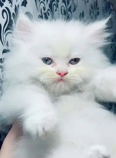 Persian kittens for sale 03126188317call wahtasp 1