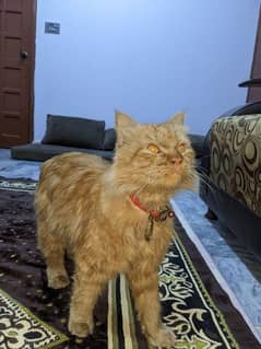 ADORABLE MALE-CAT FOR SELL