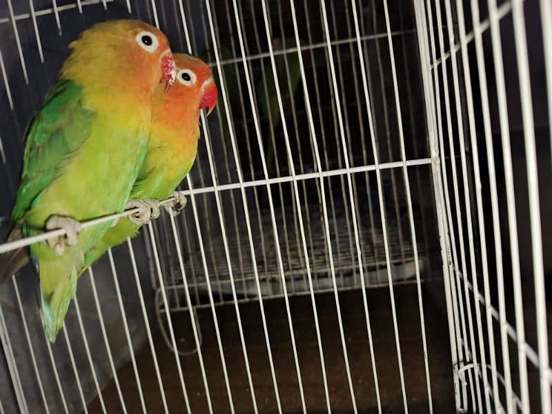 sale parrot 0