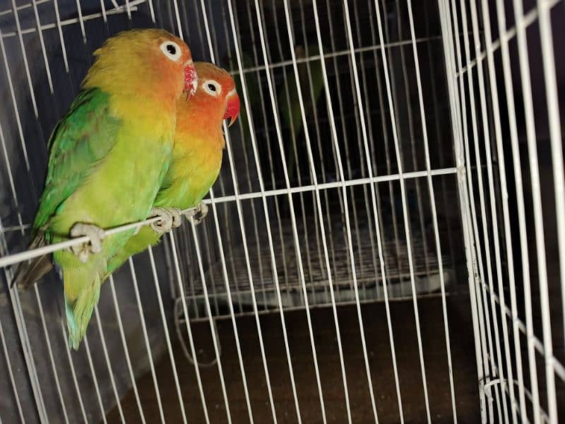 sale parrot 1