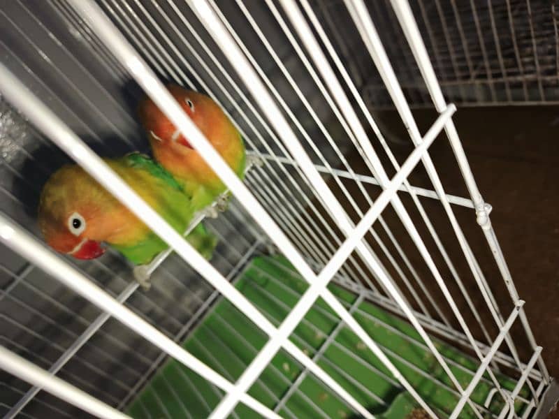 sale parrot 3