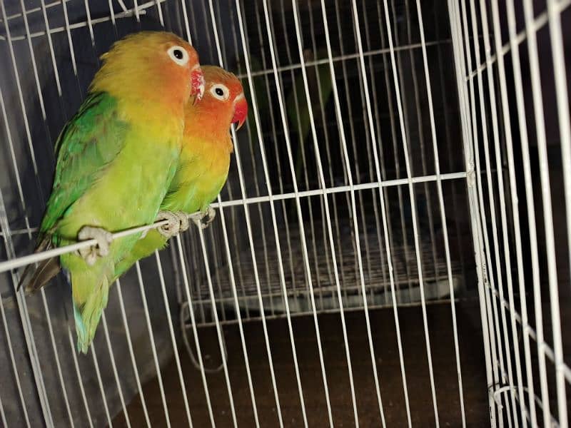 sale parrot 4