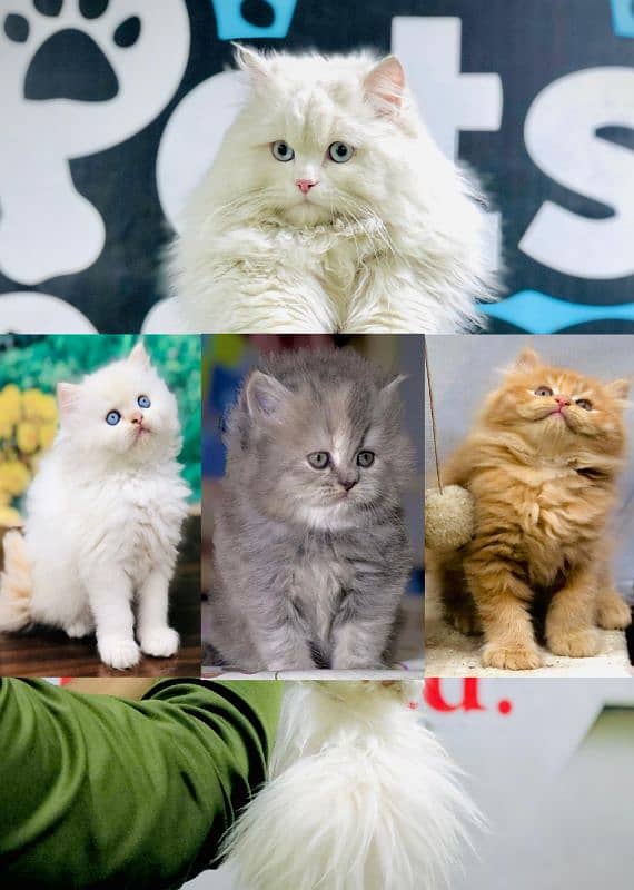 Persian Punch face triple coat cat Kitten 0