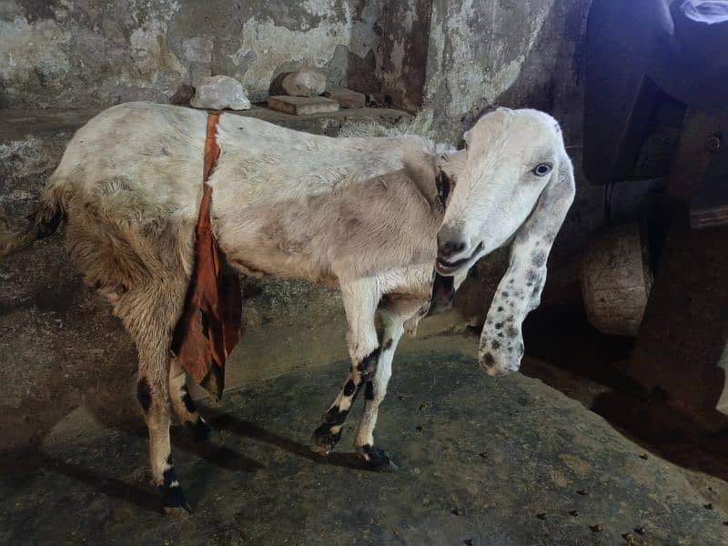 Desi Bakri 1