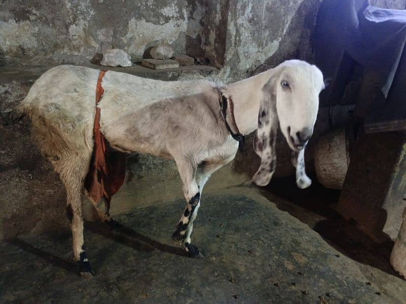 Desi Bakri 2