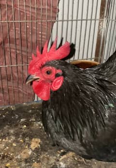 Black Bantam Male (Zero Size)