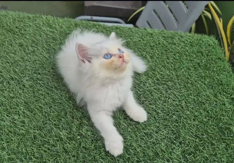 Persian kittens for sale 03126188317call wahtasp 0