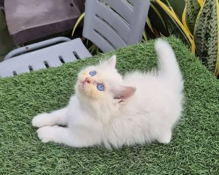 Persian kittens for sale 03126188317call wahtasp 1