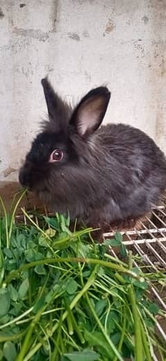 Angora rabbit for sale