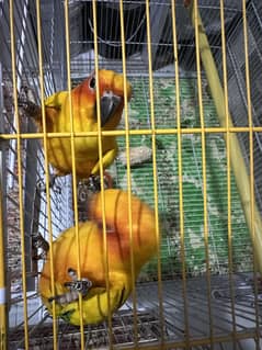 SUNCONURE