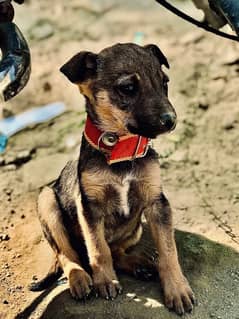 A female german shepherd 2nd coat