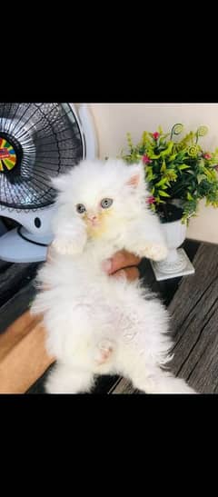 Persian cat for sale only WhatsApp number0327=4272440