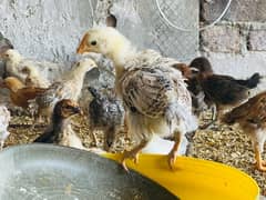 Golden|Misri|Desi|Chicks|Pathi|Murgi|EggLaying Hen|Chuzay|lohman brown