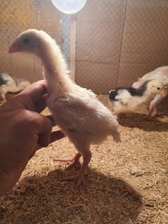 White shamo chicks