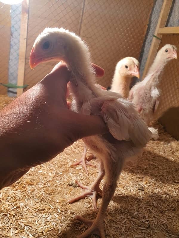 White shamo chicks 1