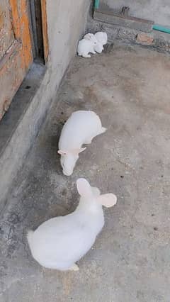 Rabbits