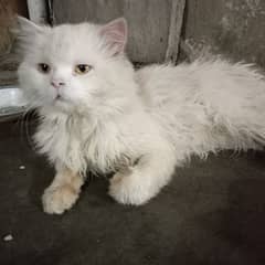 Persian Male for Sale