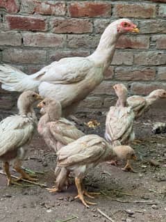 Heera aseel chicks