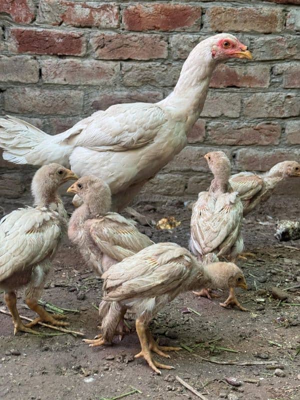 Heera aseel chicks 0