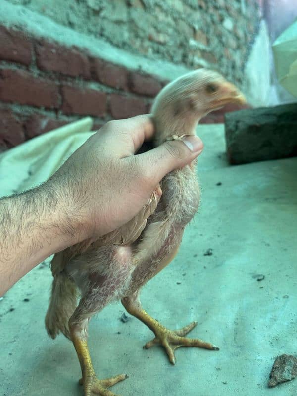 Heera aseel chicks 1